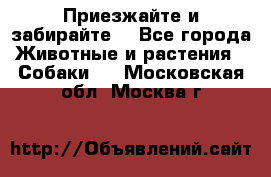 Приезжайте и забирайте. - Все города Животные и растения » Собаки   . Московская обл.,Москва г.